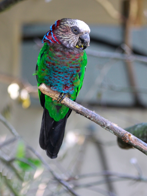Parrot Encyclopedia Hawkheaded Parrot World Parrot Trust