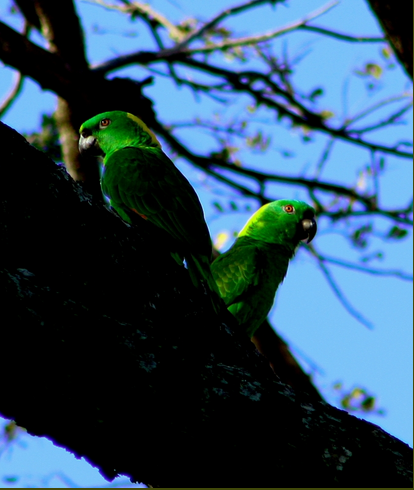 Yellow-naped Amazon | World Parrot Trust