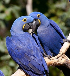 Hyacinth Macaw | World Parrot Trust