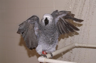 Importance of Bathing for your Parrot