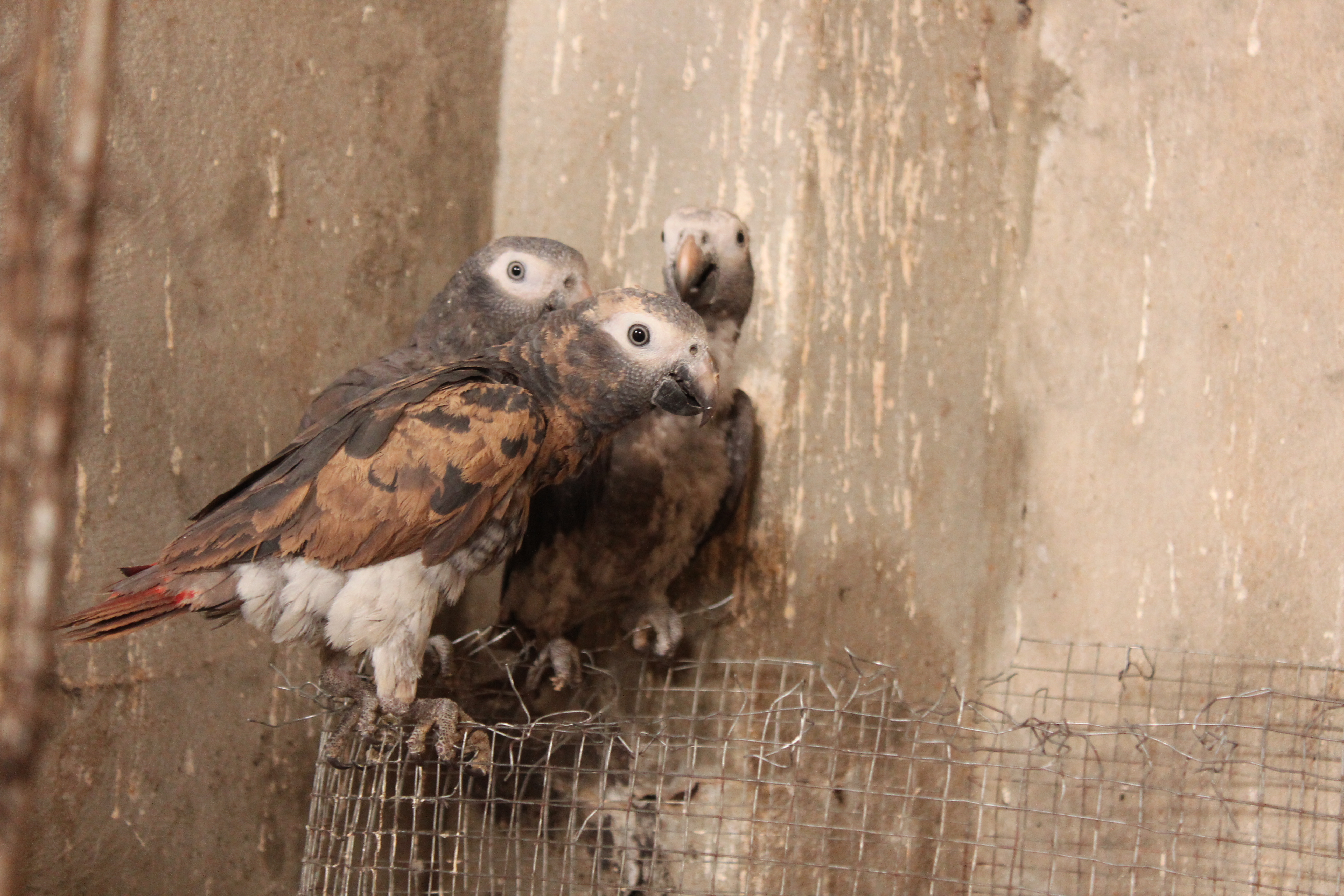 Timneh parrots in illegal trade in West Africa (credit Rowan Martin/WPT)
