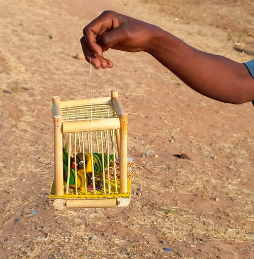 Illegal sale of wild Masked Lovebirds near Dodoma.