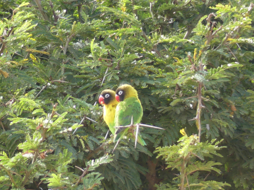 A pair of Masked Lovebirds perching in an Acacia tree