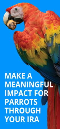 Make a Meaningful Impact for Parrots Through your IRA
