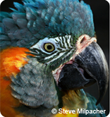 Blue-throated Macaw 