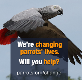 Make a Change for Parrots