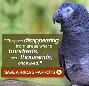 Save Africas Parrots