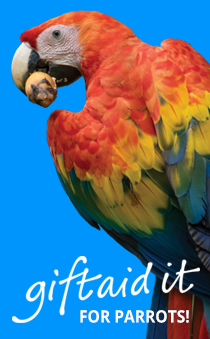 Make a Meaningful Impact for Parrots with Gift Aid