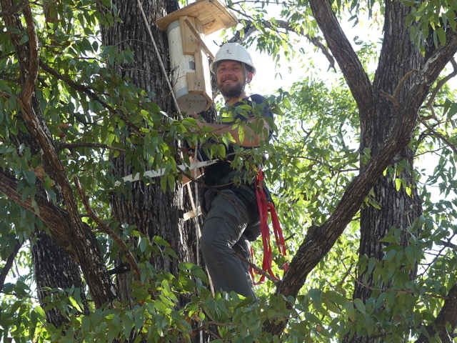 WPT Lovebird Conservation Coordinator Sascha Düker up a tree with a nest box