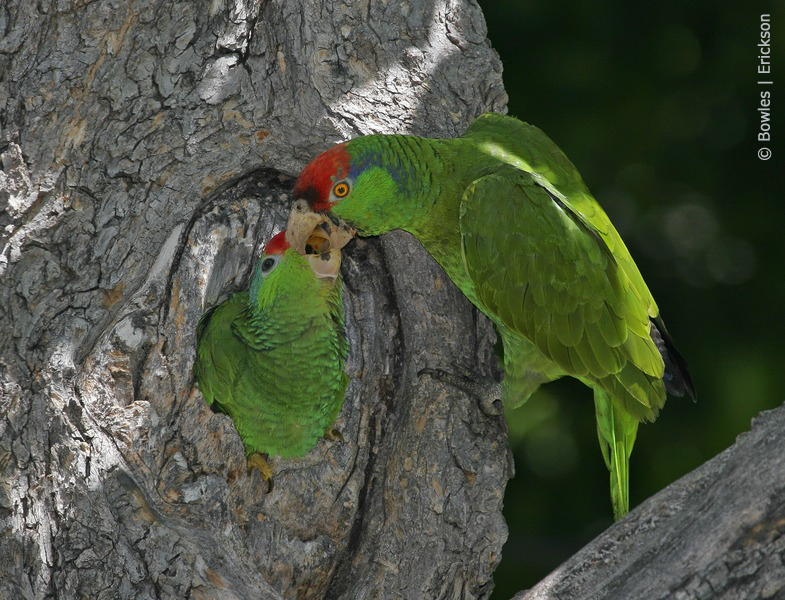 Adult Green-cheeked Amazon feeding chick