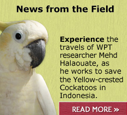 Read the latest on the Yellow-crested Cockatoo project