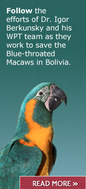 Read the latest on the Blue-throated Macaw project