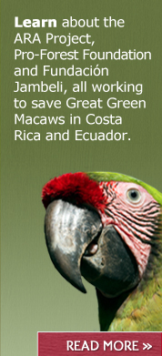 Read the latest on the Great Green Macaw project